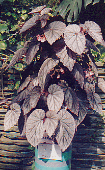 B. ‘Aki’